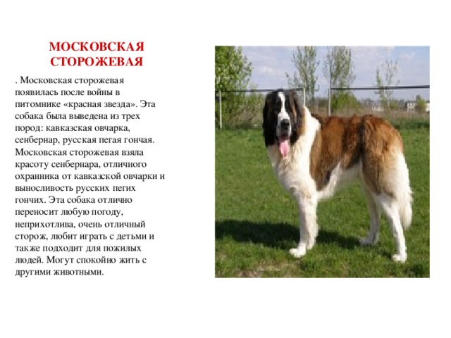 Московская сторожевая собака – энциклопедия о собаках