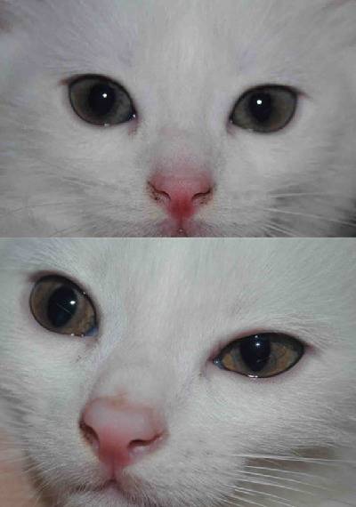 В каком возрасте у котят меняется цвет глаз