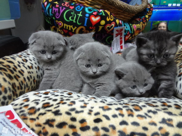 Сколько беременны британские кошки. Беременные кошки Шотландские вислоухие. Вислоухие котята 1 день.