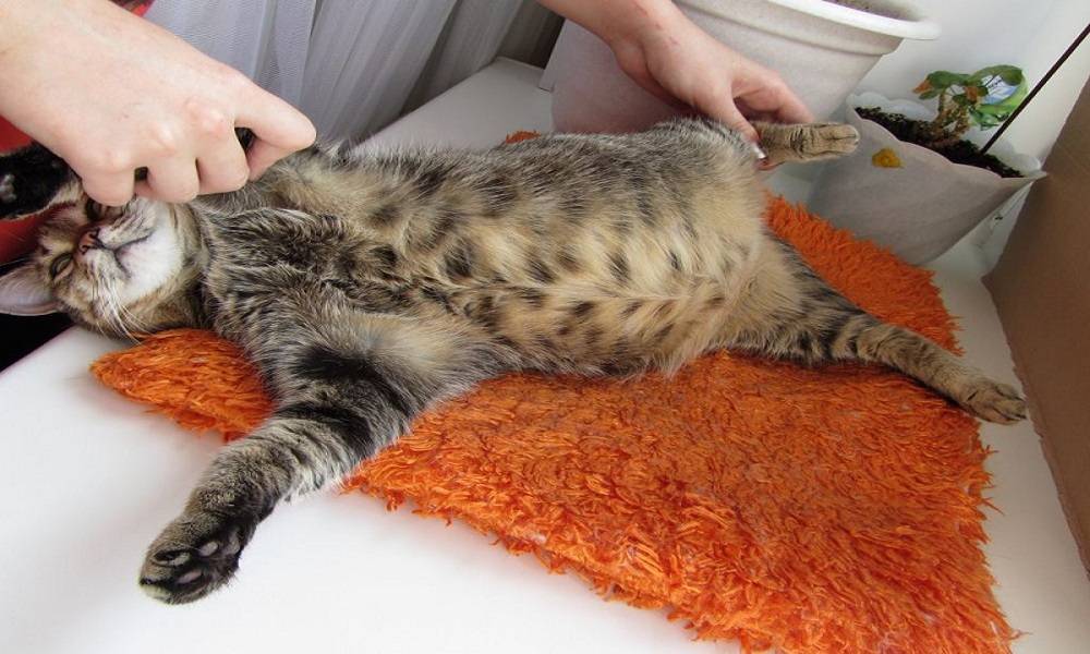 ᐉ кот или кошка тяжело дышит животом: не ест и не встаёт, что это значит - kcc-zoo.ru