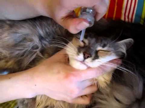 Насморк у кошки: причины, симптомы лечение
