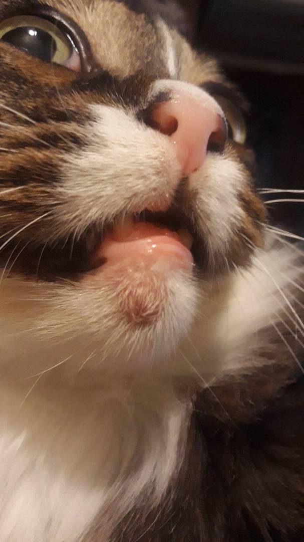 Почему у кота текут слюни и пахнет изо рта: причины и лечение обильного слюноотделения