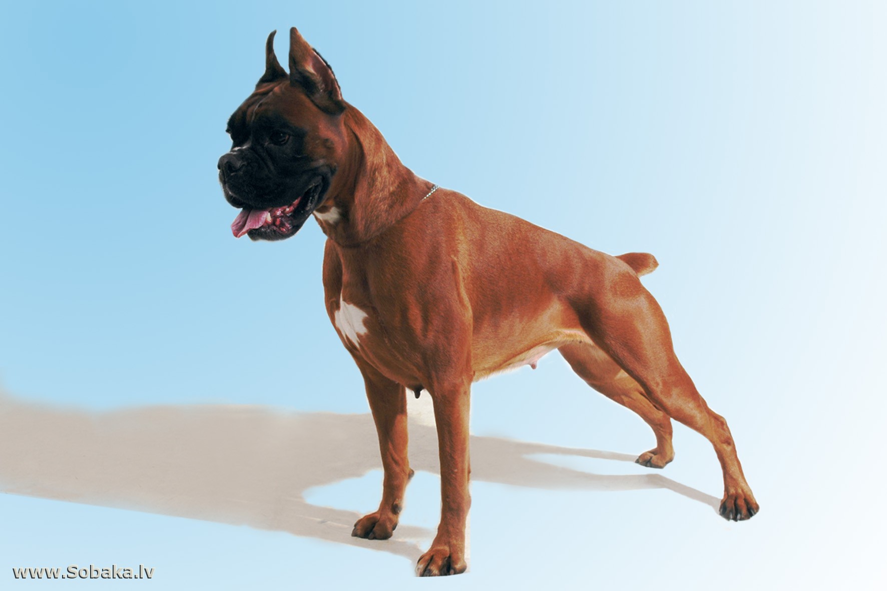 Немецкий боксер (фото): дружелюбный пес и бесстрашный защитник