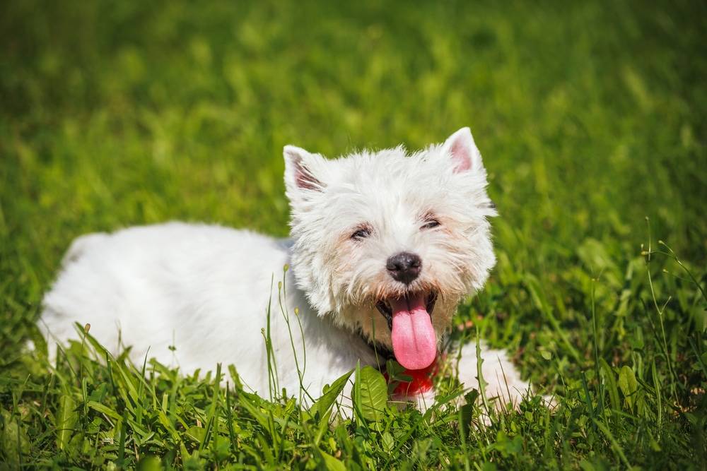 Собаки, которые не вызывают аллергию – топ 20 пород