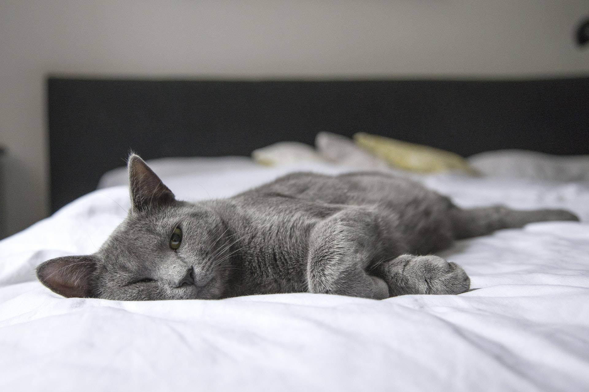 Кот постоянно спит и вялый не ест. почему кот стал мало есть? что делать владельцу, если кошка плохо ест