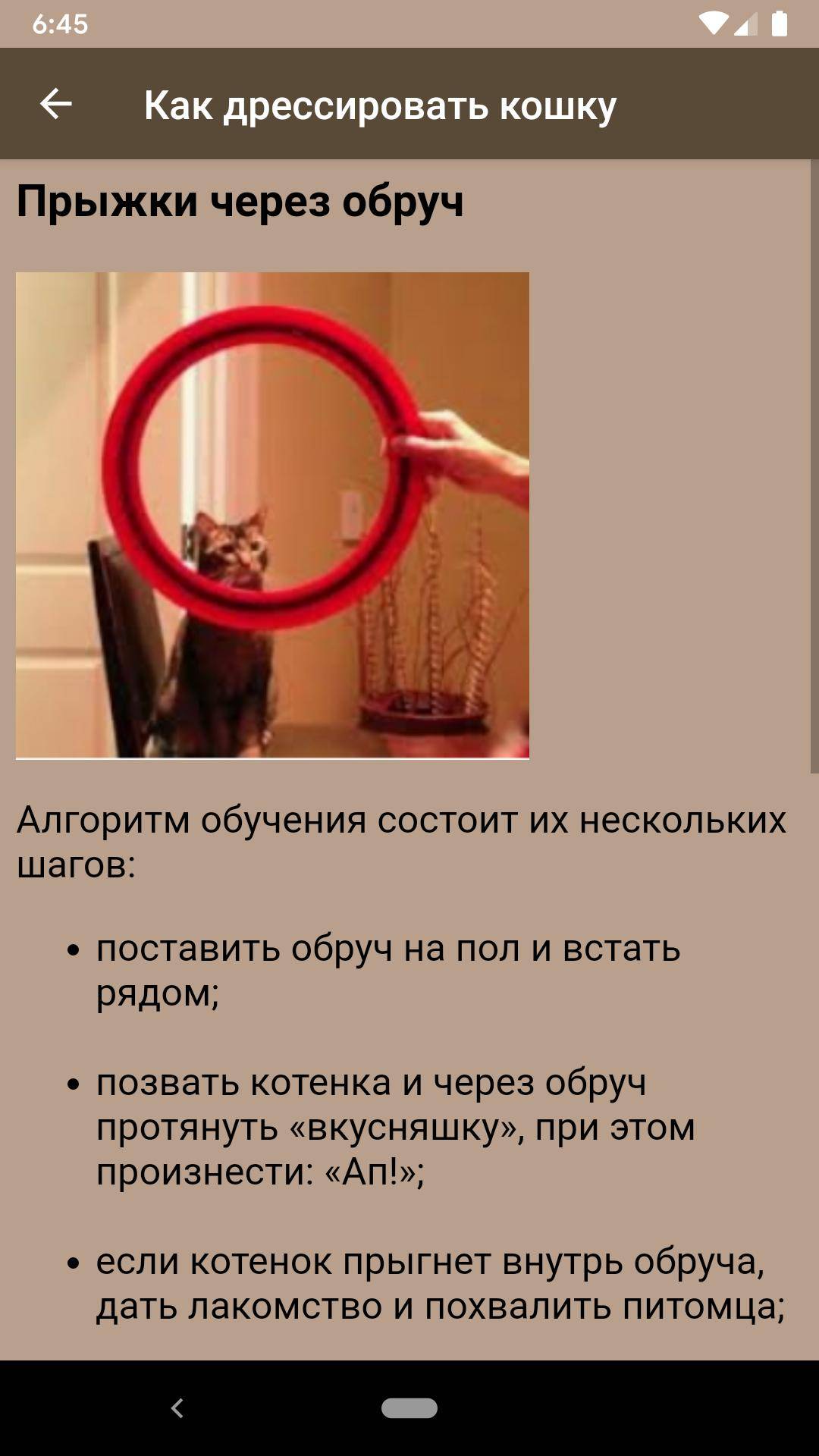 Как дрессировать кошку?