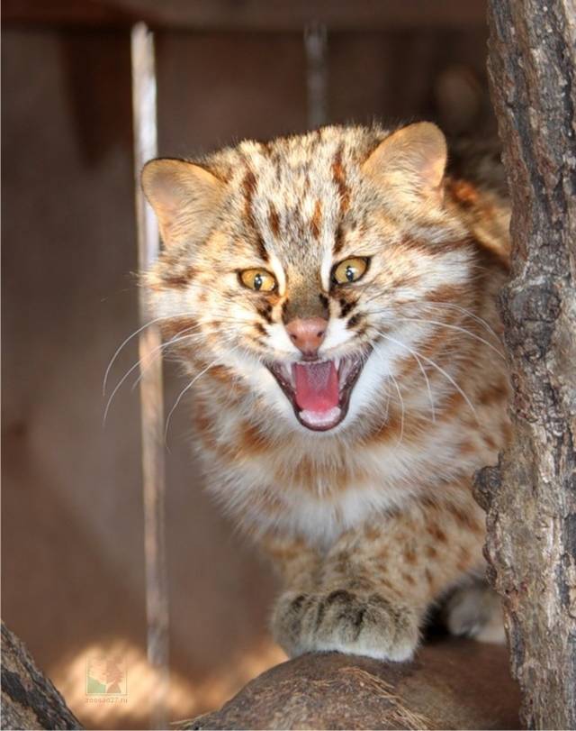 Фото амурского лесного кота