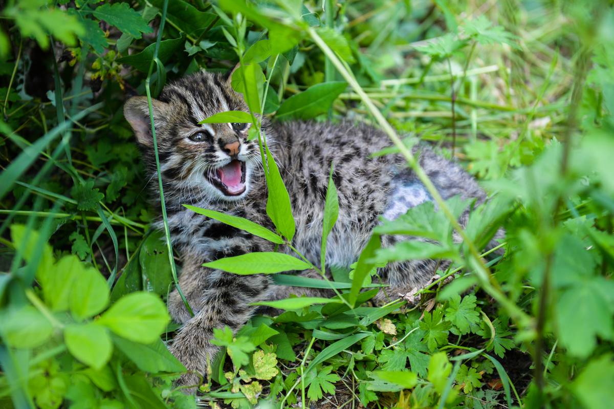 Амурский лесной кот: сообщение об усатой «золушке»