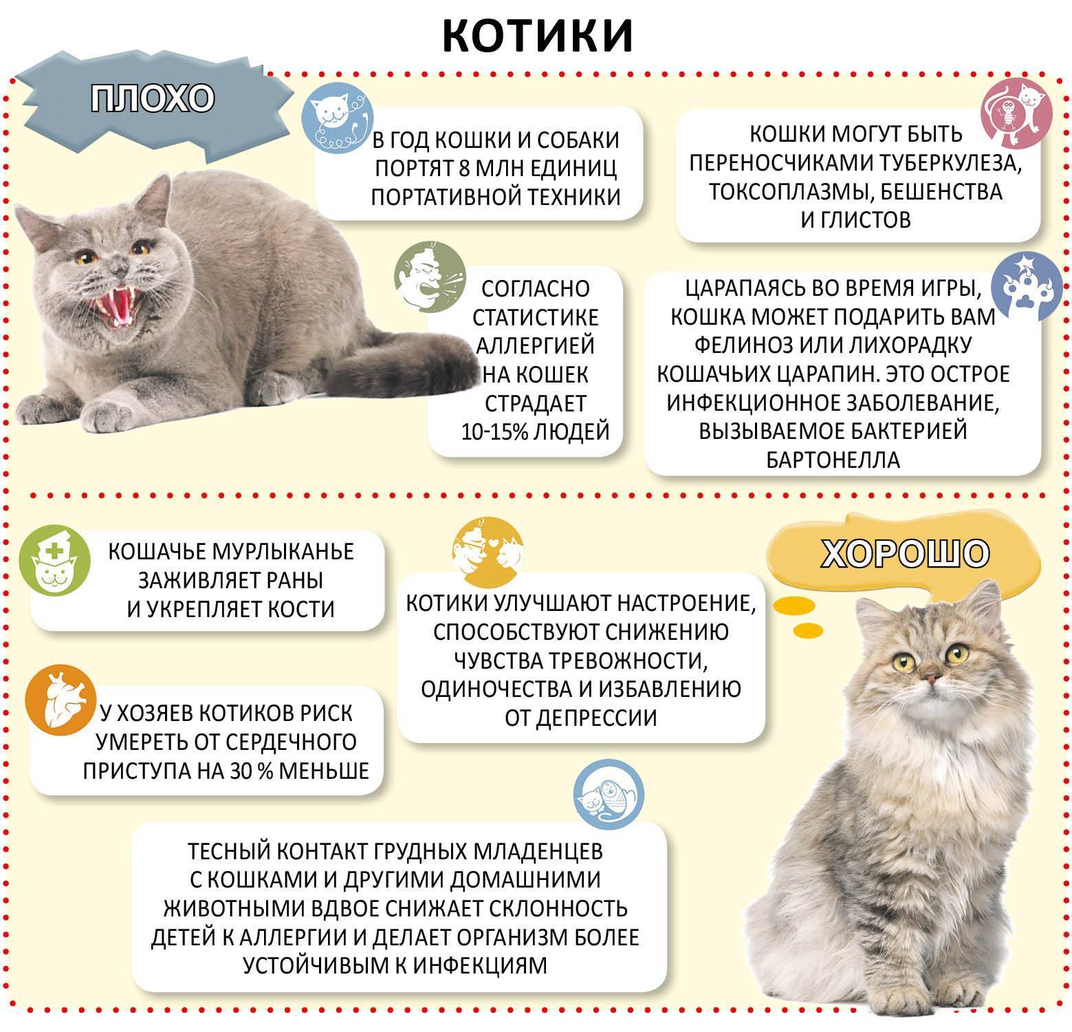 Кого завести: кота или кошку? взвешиваем за и против - gafki.ru