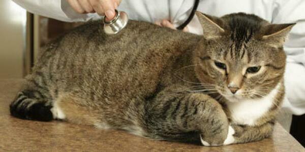 Выясняем причины отёка легких у кошек: диагностика, профилактика и лечение