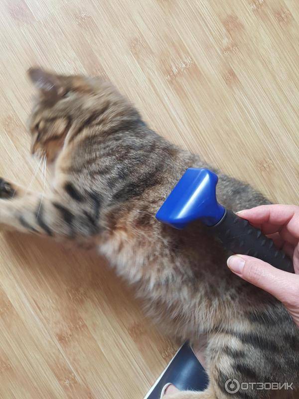 Фурминатор для кошек: расческа и чесалка для длинношерстных пород, как выбрать, как пользоваться и какая цена, а также как работает эта щетка