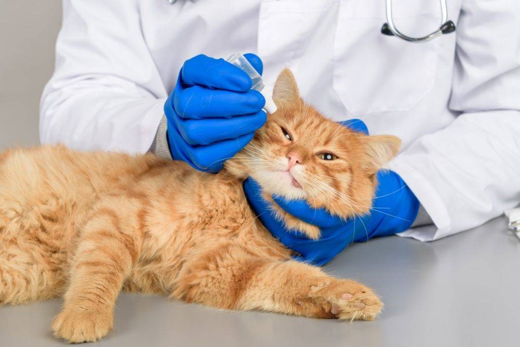 Лечение кошек водкой - заболевание которые можно лечить