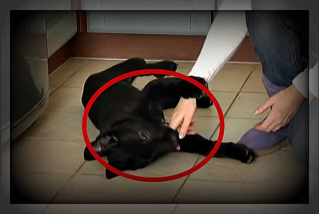 Как отучить собаку кусать руки. Собака прижалась к полу. Как отучить собаку кусаться за руки. Собака укусил руку хозяина.
