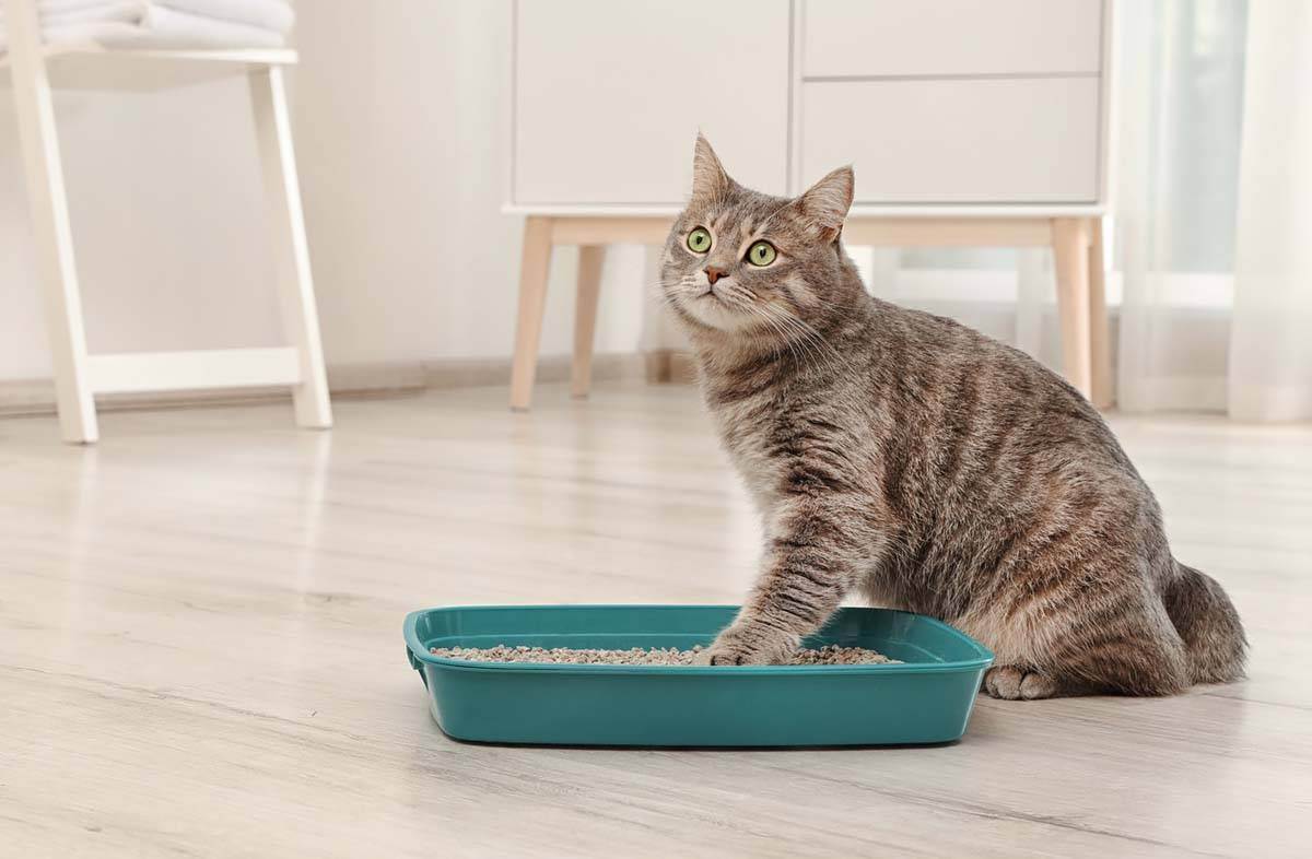 Чем кормить кошек? натуральная еда vs готовые корма