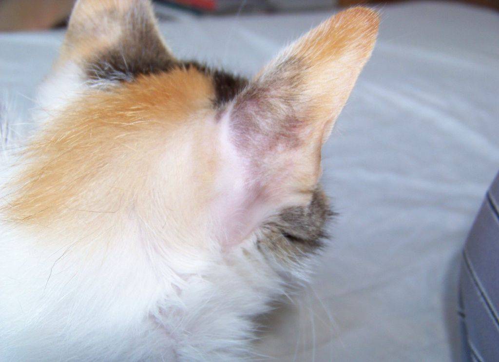 У кота лысеют уши. зуд и облысение у кошек у основания ушей