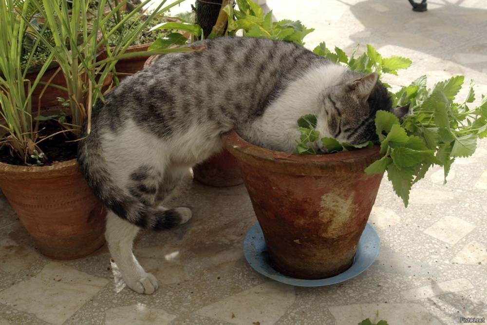 Как отучить кошку лазить в цветочные горшки в доме