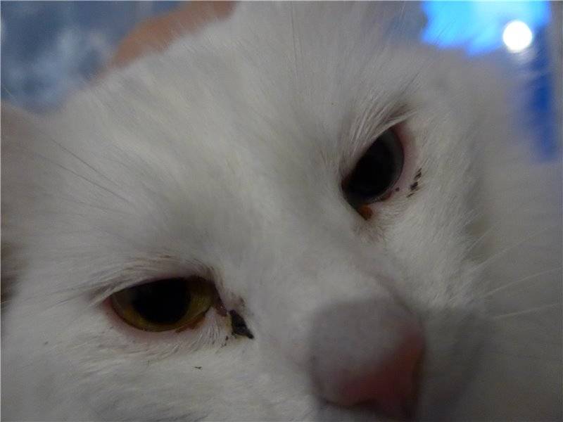 Что может означать появление коричневых выделений из глаз у кошек