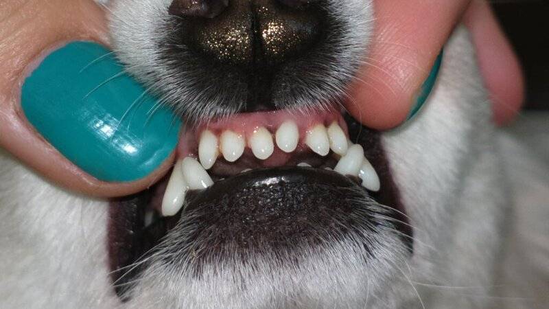 Зубной камень у собак: что такое,причины,удаление,профилактика