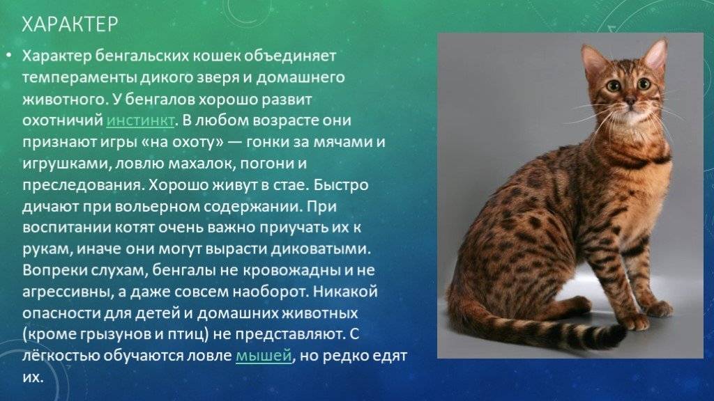 Описание и характер кошек породы серенгети, особенности ухода за ними