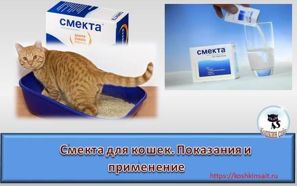 Что дать котенку от поноса в домашних условиях?
