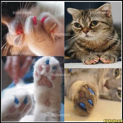 Антицарапки для кошек и котов | фото, цена, инструкция, отзывы