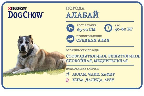 Щенки алабая: фото и описание. вес и рост щенка