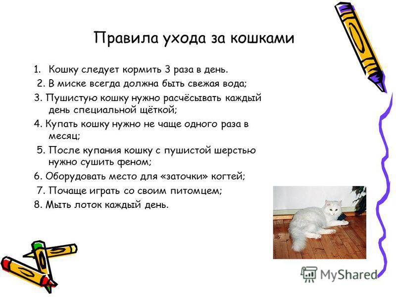 ᐉ адаптация кошки в новом доме - ➡ motildazoo.ru