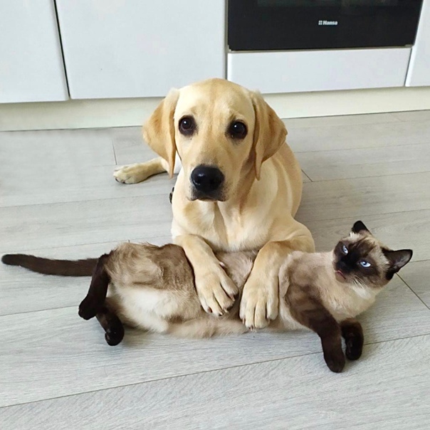 Кошка с собакой в квартире: знакомство и правила содержания