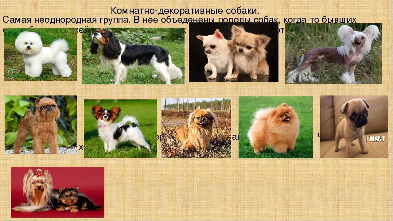 Декоративные собаки: описание пород и особенности содержания. маленькие породы собак: список названий с фото и описаниями