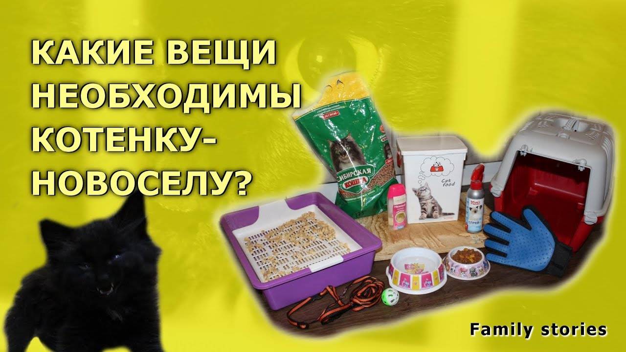 Какую кошку лучше завести в квартире? список самых лучших пород котов. как выбрать котенка?