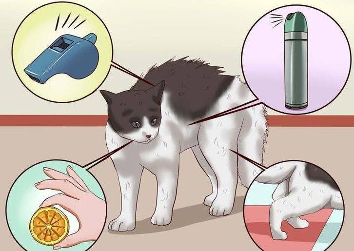 10 методов как отвадить котов метить дверь