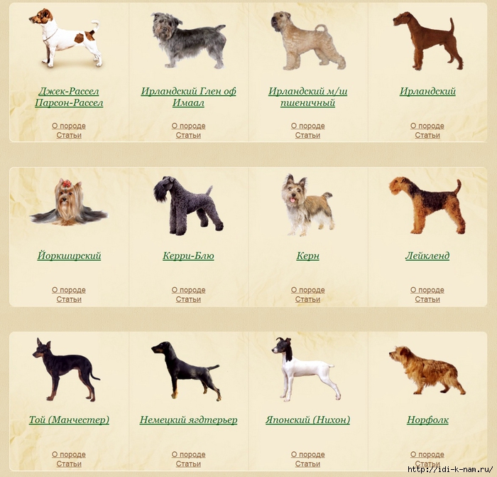 Разновидности одежды для маленькой собаки, правила выбора