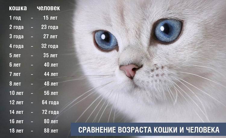 Таблица возраста кошки по человеческим меркам