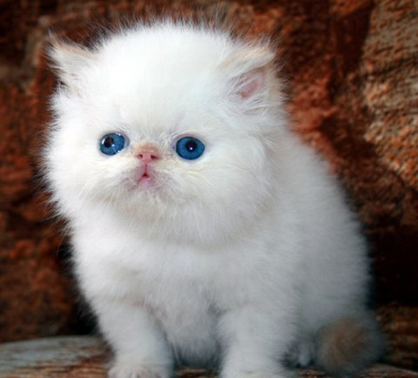 Белые кошки: топ-9 пород с фото и описанием
белые кошки: топ-9 пород с фото и описанием