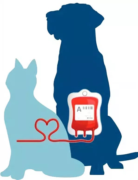 Банки крови для кошек. Переливание крови животным. Переливаниеикрови животным. Переливание крови у кошек.