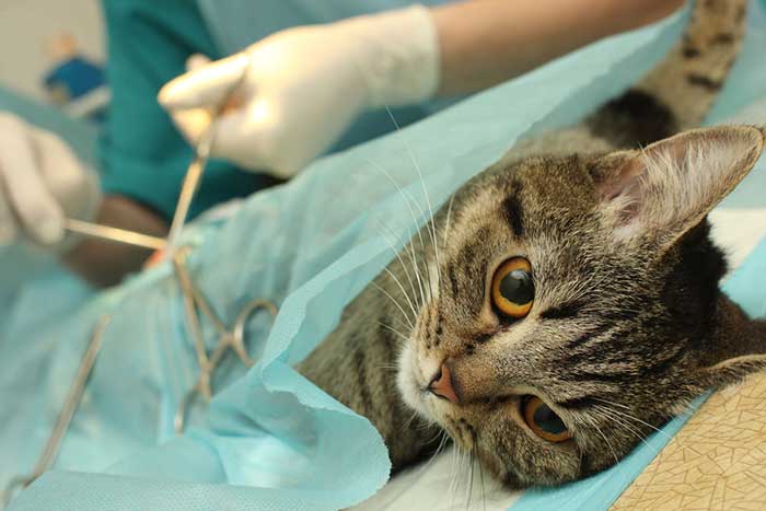 Кастрация и стерилизация шотландских котов и кошек: с какого возраста можно кастрировать шотландца? когда лучше стерилизовать кошку?
