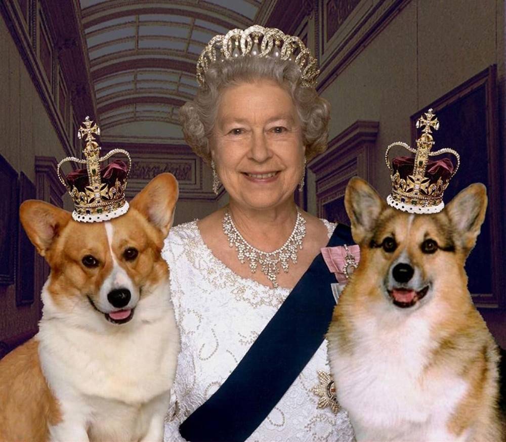 Все о корги королевы англии: сколько собак имеется и как живут