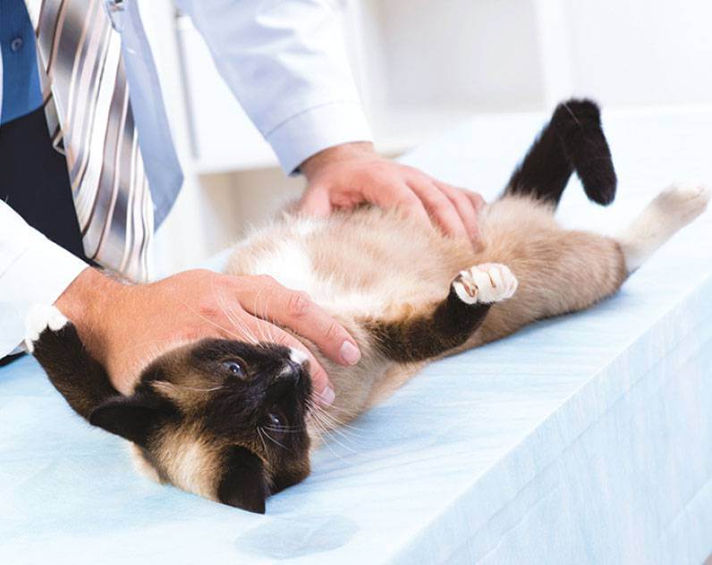Стерилизация кошек: в каком возрасте и сколько стоит кастрация?