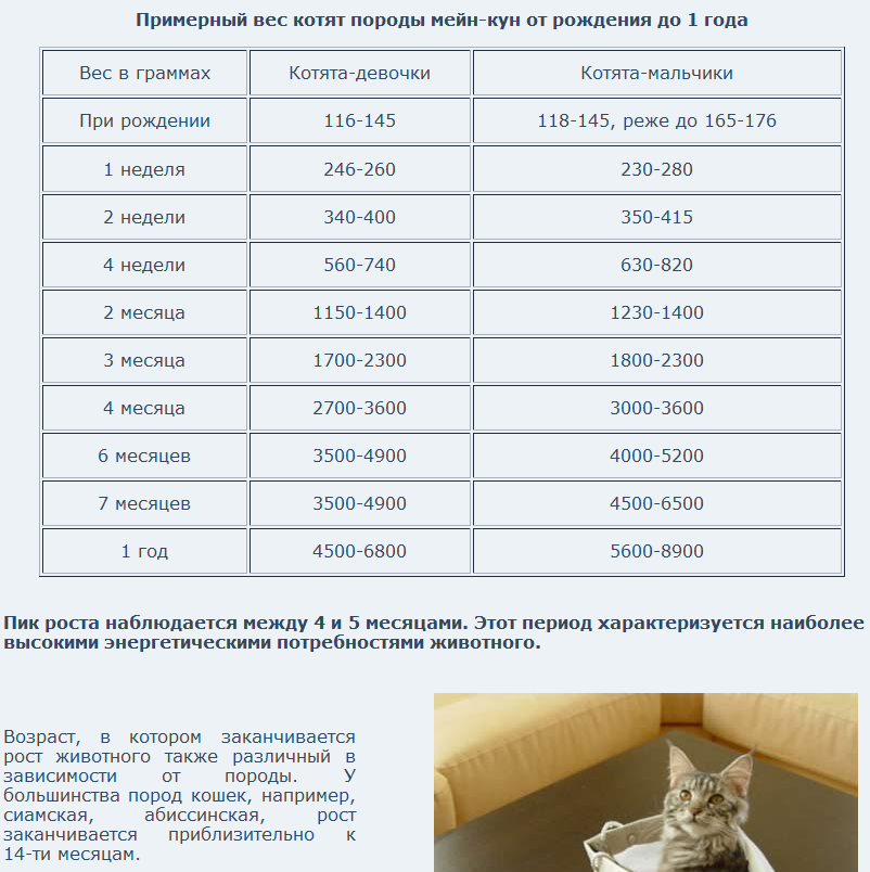 Вес шотландского котенка по месяцам (таблица) – до какого возраста растут вислоухие и прямоухие питомцы