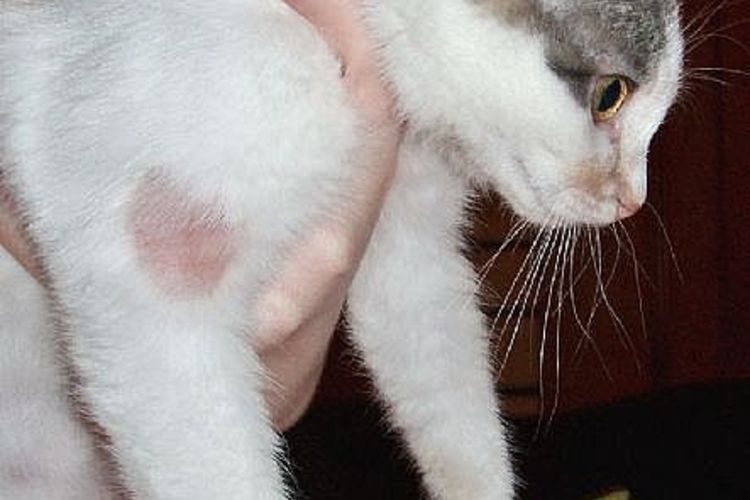 Виды дерматитов у кошек