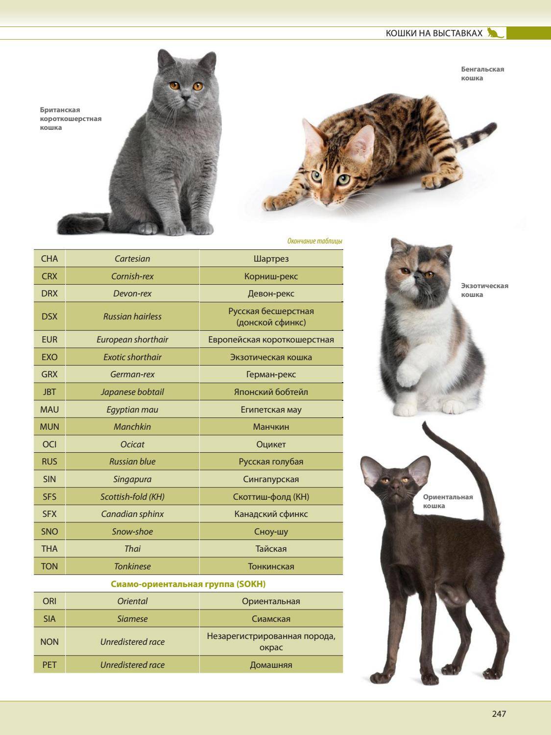 Редкие породы кошек, их описание и особенности | живность.ру