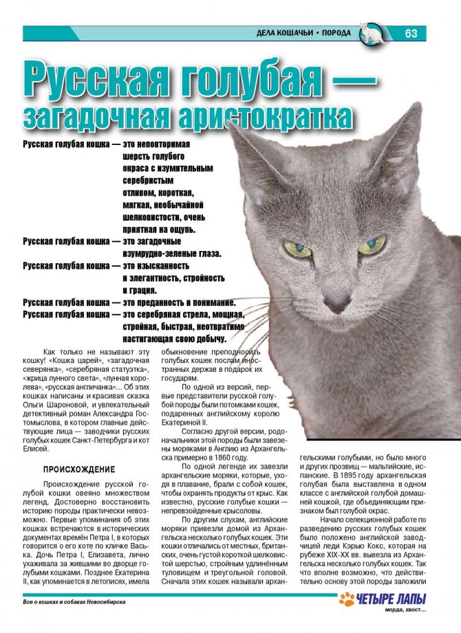 Русская голубая кошка – придворный крысолов. описание и фото русской голубой кошки