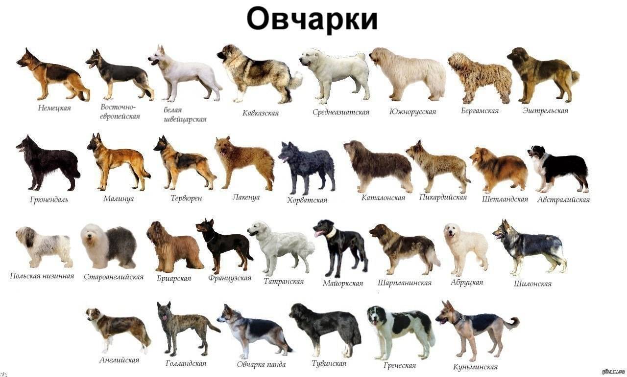Какой породы ты пес? (“какая ты собака?”)