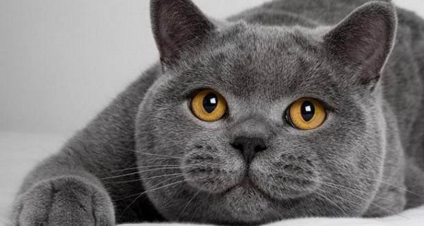 Какие коты не вызывают аллергию у людей: лучшие гипоаллергенные породы кошек