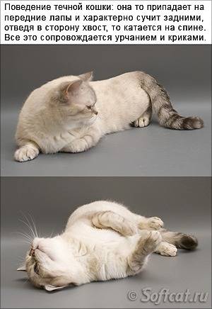 Кот хочет кошку: как успокоить и какие средства применять?