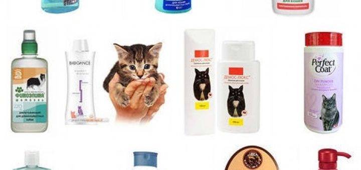 Шампунь для кошек: как выбрать и пользоваться им?