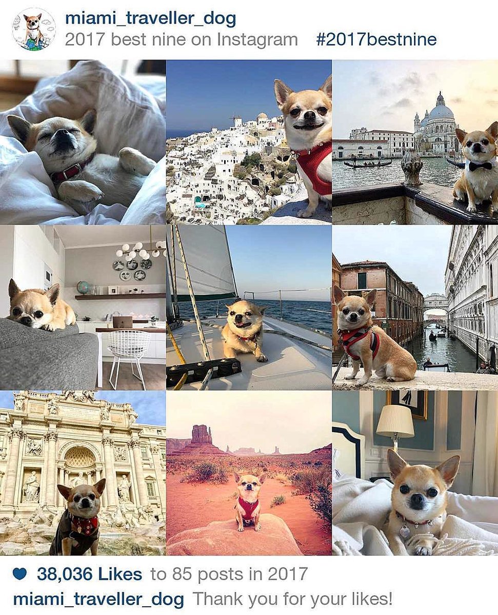 Инстаграм-аккаунты собак: самые известные, путешественники и веселые | итигик