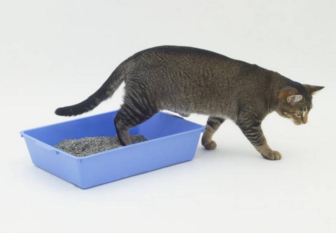 Как приучить котенка к лотку – пошаговая инструкция