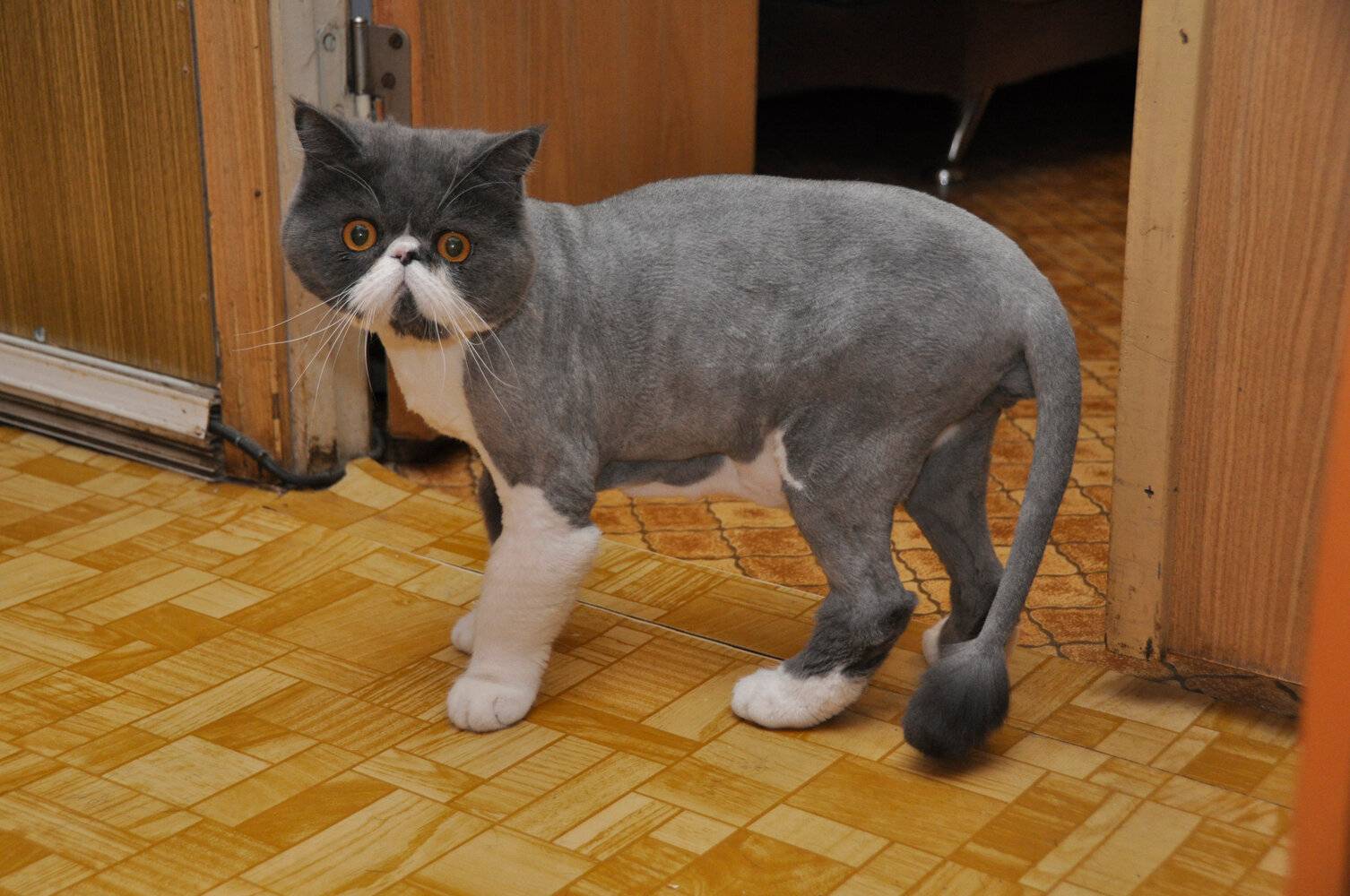 Что будет если подстричь кошку налысо