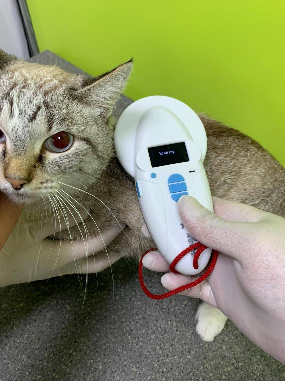 Чипирование кошек: что это такое? как выглядит чипирование кошек и котов? особенности проведения процедуры чипирования для выезда животного за границу